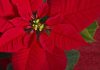 Are poinsettias or any other holiday plants poisonous?