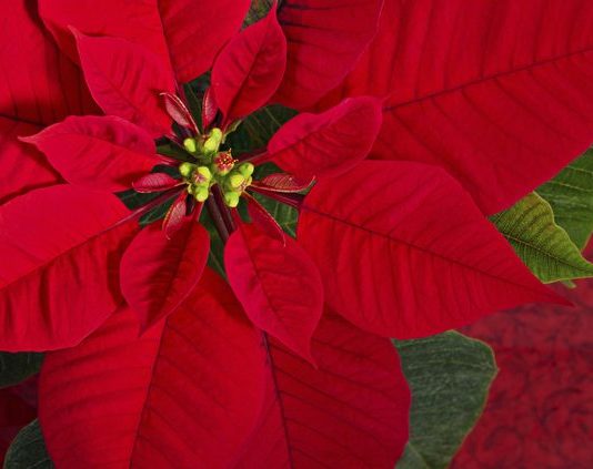Are poinsettias or any other holiday plants poisonous? Are poinsettias or any other holiday plants poisonous?