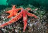 Starfish making comeback after syndrome killed millions, Report