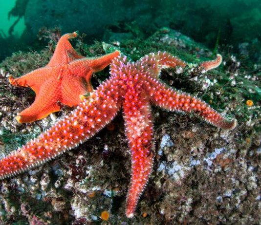 Starfish making comeback after syndrome killed millions (Report) Starfish making comeback after syndrome killed millions, Report
