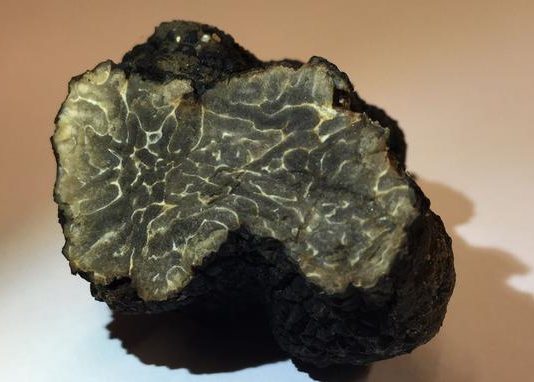 Truffle found in Paris rooftop garden (Photo) Truffle found in Paris rooftop garden (Photo)