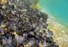 Why There Might Be Plastic in Your Mussels