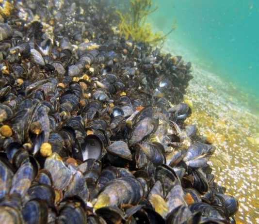 Why There Might Be Plastic in Your Mussels Why There Might Be Plastic in Your Mussels