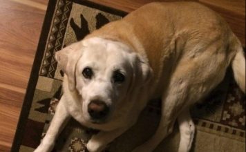 Dogs find senior in snow (Video) Dogs find senior in snow (Video)