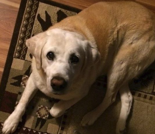 Dogs find senior in snow (Video) Dogs find senior in snow (Video)