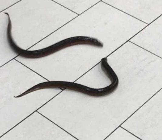 Eels left in Scarborough mall bathroom (Watch) Eels left in Scarborough mall bathroom (Watch)