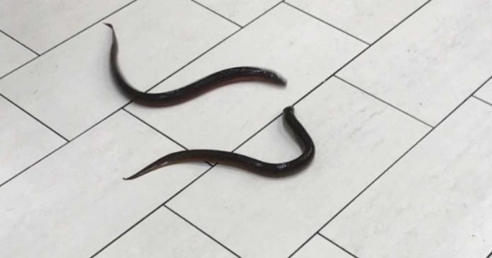 Eels left in Scarborough mall bathroom (Watch)