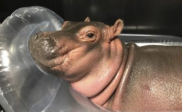 Fiona Baby hippo raises nearly $500K for Cincinnati Zoo Fiona Baby hippo raises nearly $500K for Cincinnati Zoo