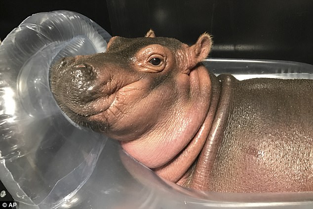 Fiona Baby hippo raises nearly $500K for Cincinnati Zoo