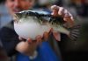Japan: Blowfish fail sparks emergency warning Japan: Blowfish fail sparks emergency warning