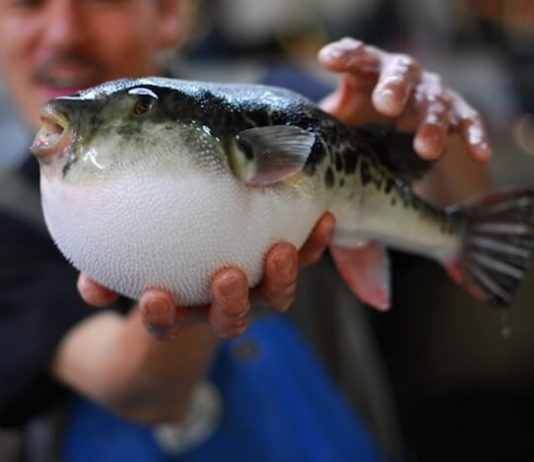 Japan: Blowfish fail sparks emergency warning Japan: Blowfish fail sparks emergency warning