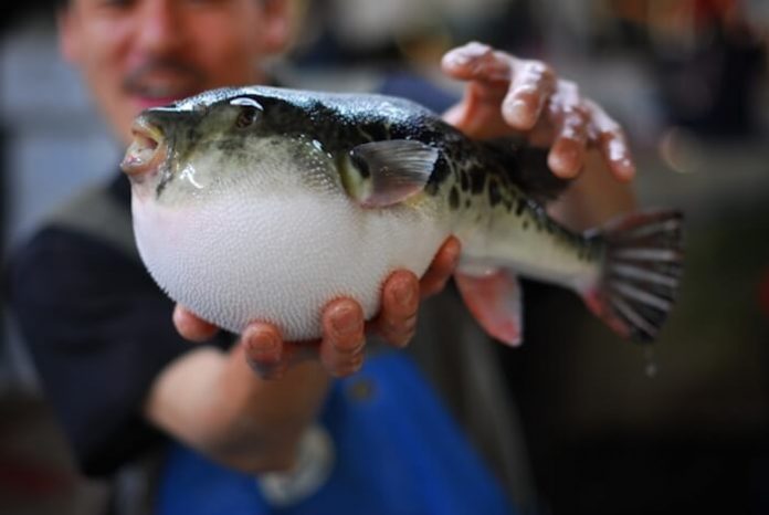 Japan: Blowfish fail sparks emergency warning