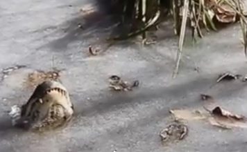 NC’s frozen alligators thawed out (Video) NC's frozen alligators thawed out (Video)