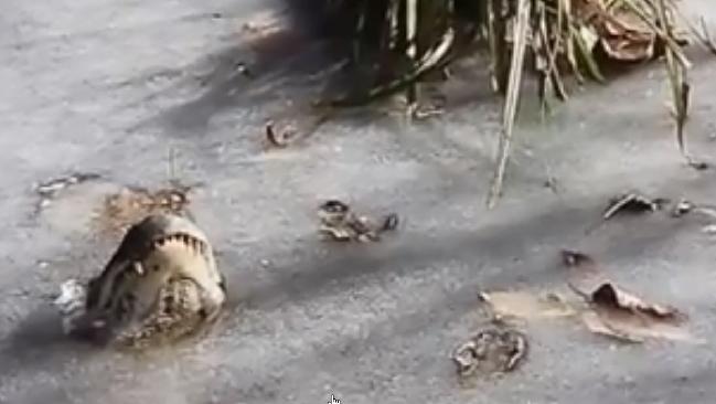 NC's frozen alligators thawed out (Video)