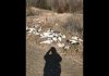 75 Geese Shot and Dumped in Missouri, Report 75 Geese Shot and Dumped in Missouri, Report