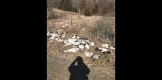 75 Geese Shot and Dumped in Missouri, Report