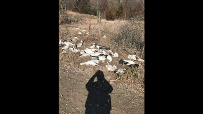 75 Geese Shot and Dumped in Missouri, Report