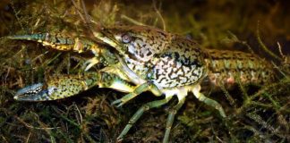 All-female crayfish in Europe can clone itself