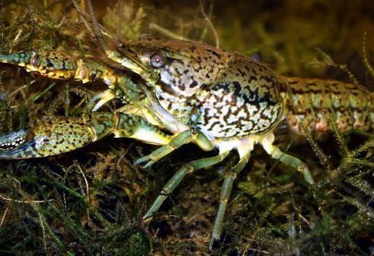 All-female crayfish in Europe can clone itself All-female crayfish in Europe can clone itself
