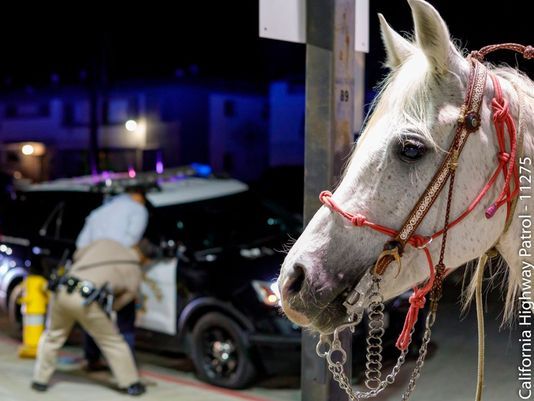 California: Man Busted For DUI After Riding Horse