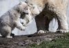 Climate change forces polar bears to change diet