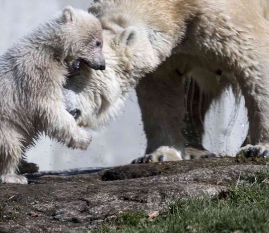 Climate change forces polar bears to change diet Climate change forces polar bears to change diet