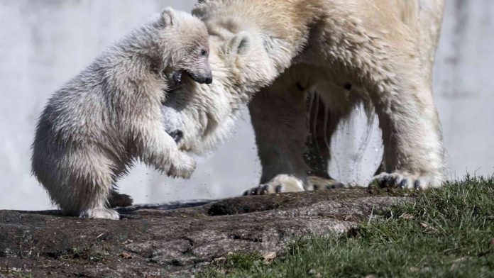 Climate change forces polar bears to change diet
