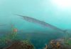 Colombia: Tourist aids Edmonton paleontologists in discovery of new ancient fish fossil
