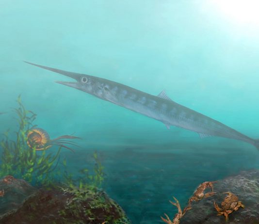 Colombia: Tourist aids Edmonton paleontologists in discovery of ancient fish fossil Colombia: Tourist aids Edmonton paleontologists in discovery of new ancient fish fossil