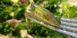 Lizard in lettuce? Woman traumatised by what she found in her salad