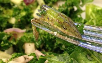 Lizard in lettuce? Woman traumatised by what she found in her salad Lizard in lettuce? Woman traumatised by what she found in her salad