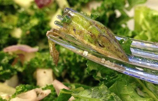 Lizard in lettuce? Woman traumatised by what she found in her salad Lizard in lettuce? Woman traumatised by what she found in her salad