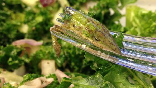 Lizard in lettuce? Woman traumatised by what she found in her salad
