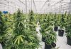 Marijuana Delayed Beyond July 1