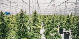 Marijuana Delayed Beyond July 1