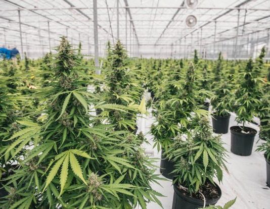 Marijuana Delayed Beyond July 1 Marijuana Delayed Beyond July 1