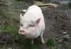 Pet Pig Adopted Killed and eaten on Vancouver Island Pet Pig Adopted Killed and eaten on Vancouver Island