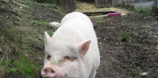 Pet Pig Adopted Killed and eaten on Vancouver Island