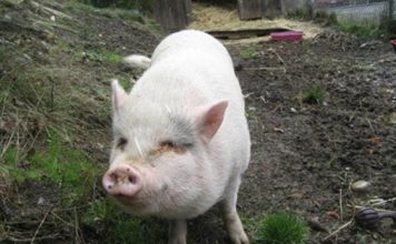 Pet Pig Adopted Killed and eaten on Vancouver Island Pet Pig Adopted Killed and eaten on Vancouver Island