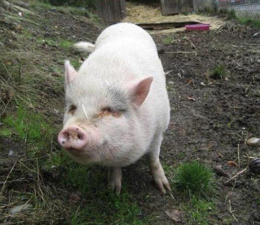 Pet Pig Adopted Killed and eaten on Vancouver Island