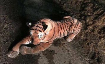 Toy tiger sparks armed police stand-off on Scottish farm Toy tiger sparks armed police stand-off on Scottish farm