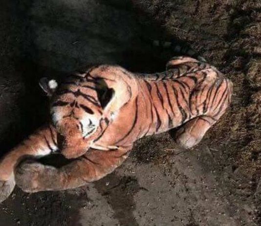 Toy tiger sparks armed police stand-off on Scottish farm Toy tiger sparks armed police stand-off on Scottish farm