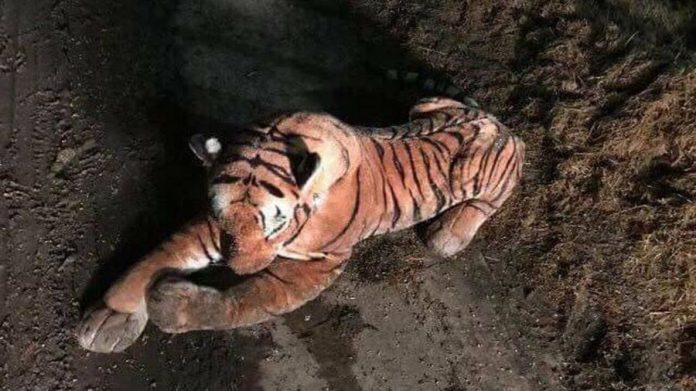 Toy tiger sparks armed police stand-off on Scottish farm