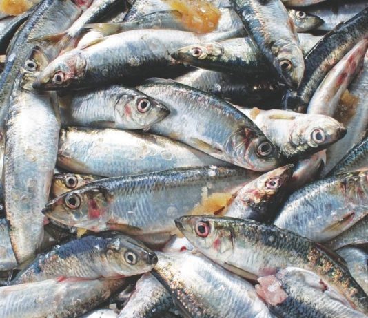 Cholera outbreak affects four people near Qualicum Bay Cholera outbreak affects four people near Qualicum Bay