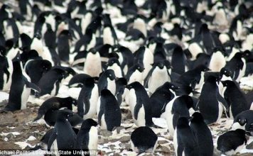 Huge ‘Mega-colonies’ of 1.5 million penguins discovered in Antarctica Huge 'Mega-colonies' of 1.5 million penguins discovered in Antarctica