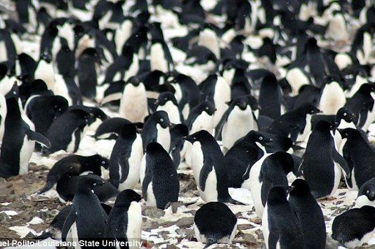 Huge ‘Mega-colonies’ of 1.5 million penguins discovered in Antarctica Huge 'Mega-colonies' of 1.5 million penguins discovered in Antarctica