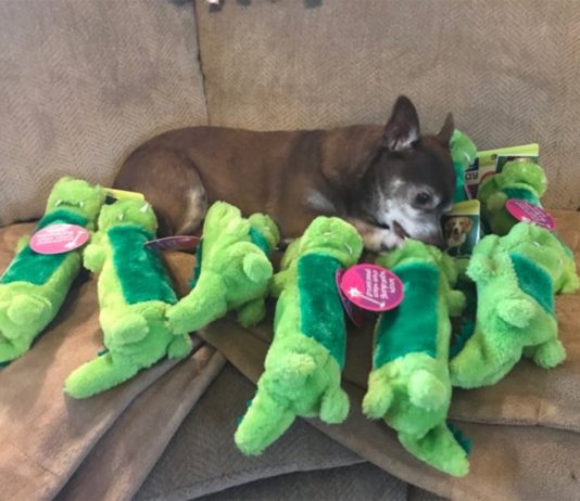 Jaxon find her favourite PetSmart toy Jaxon find her favourite PetSmart toy