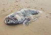 Picture: Massive “Monster Fish” Washed Up On A Beach In Australia