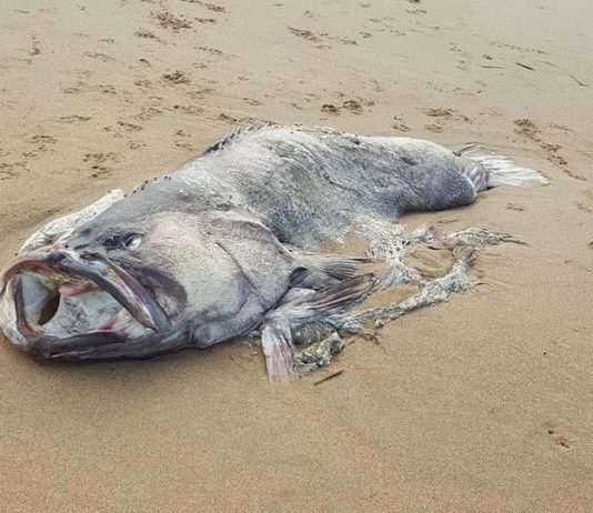 Picture: Massive “Monster Fish” Washed Up On A Beach In Australia Picture: Massive “Monster Fish” Washed Up On A Beach In Australia