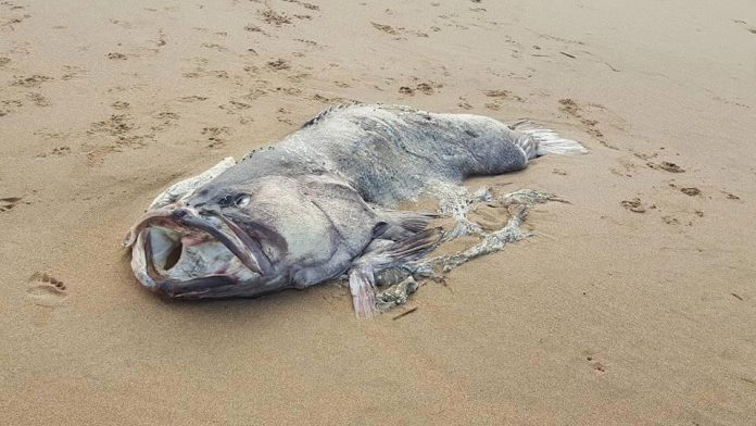 Picture: Massive “Monster Fish” Washed Up On A Beach In Australia
